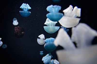 蓝白水母的水下摄影